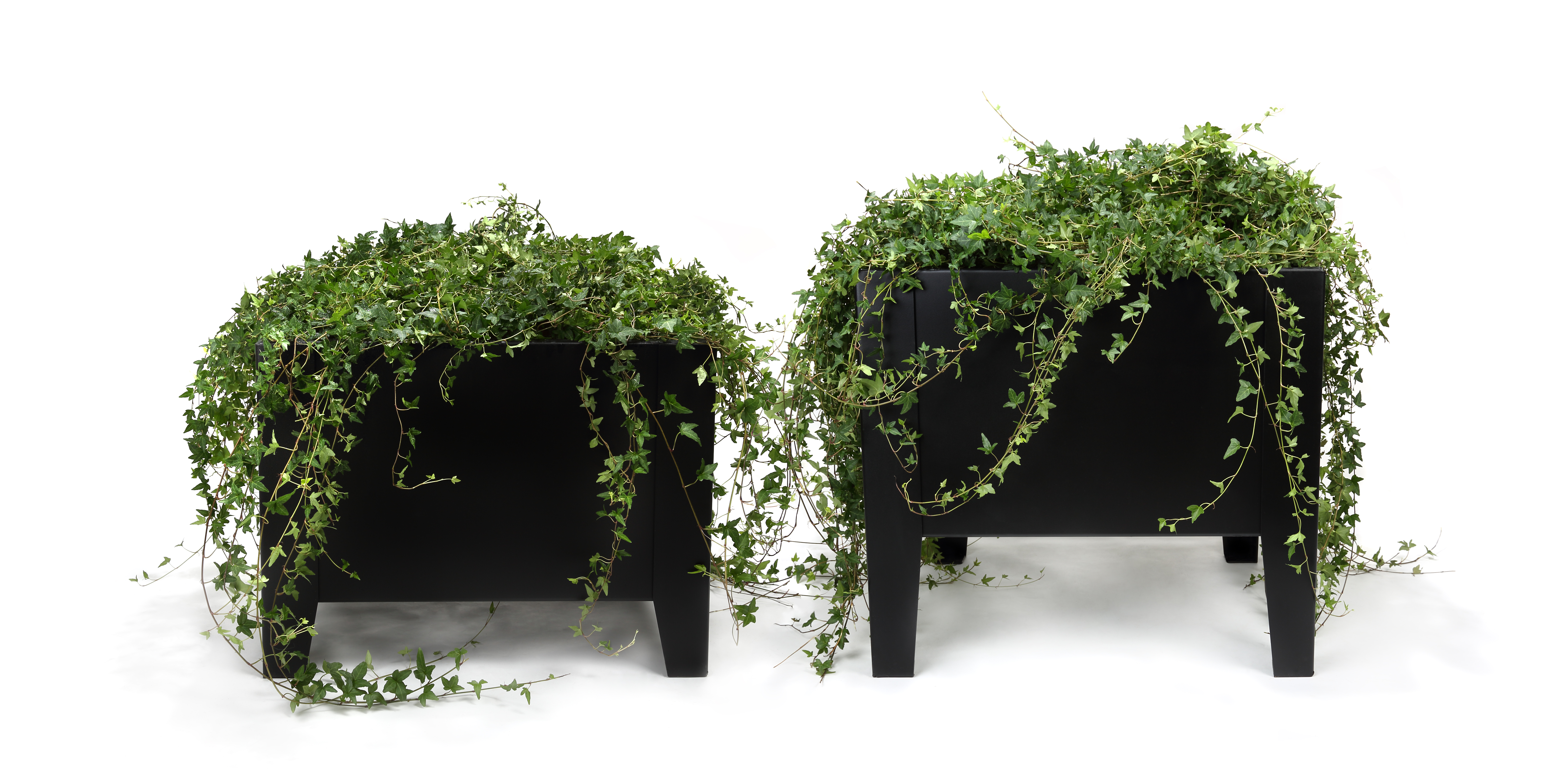 Planter Flox, Tall