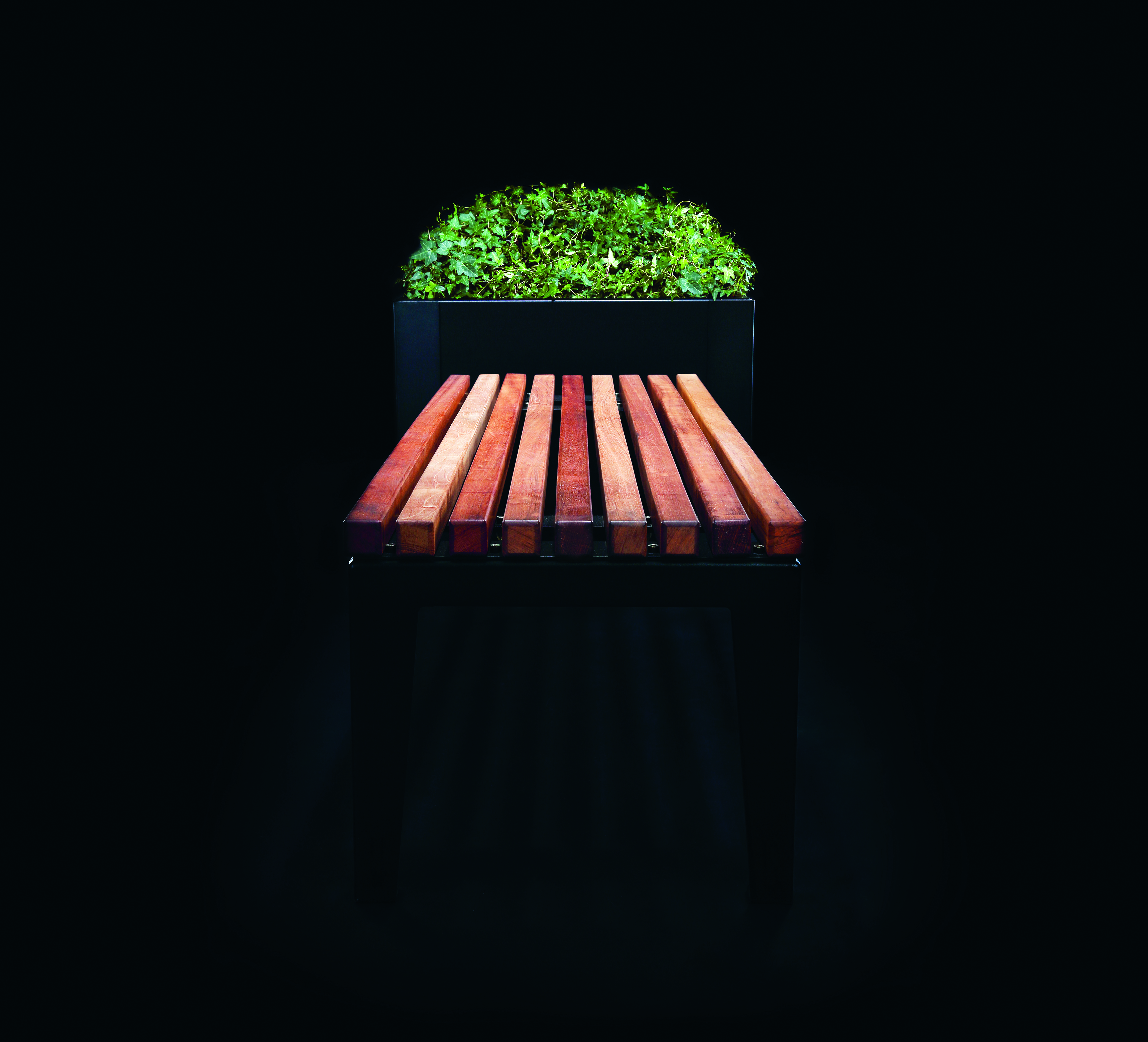 Planter Flox, Tall