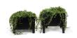 Planter Flox, Tall