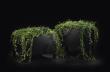 Planter Flox, Tall