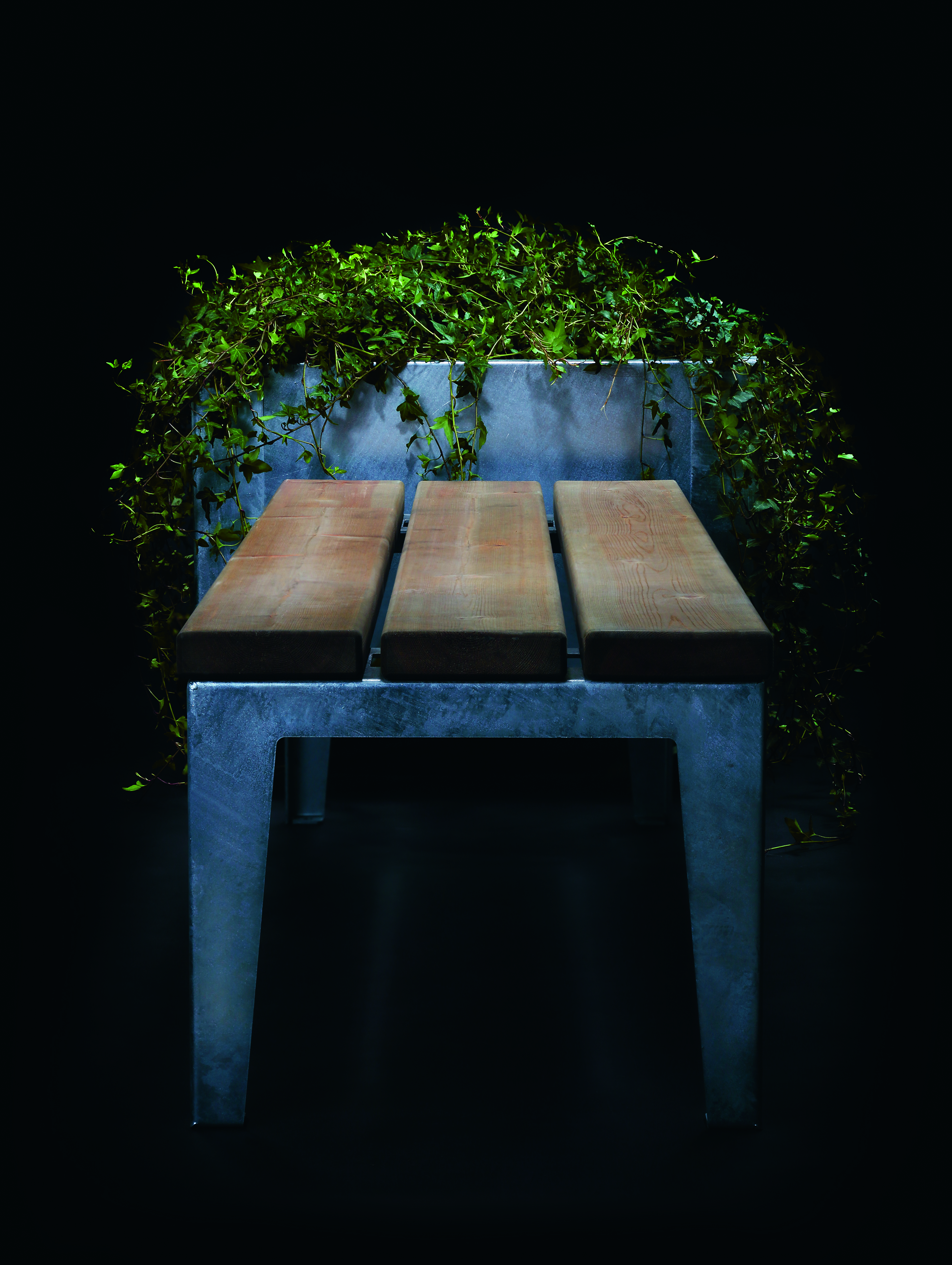 Planter Flox, Tall