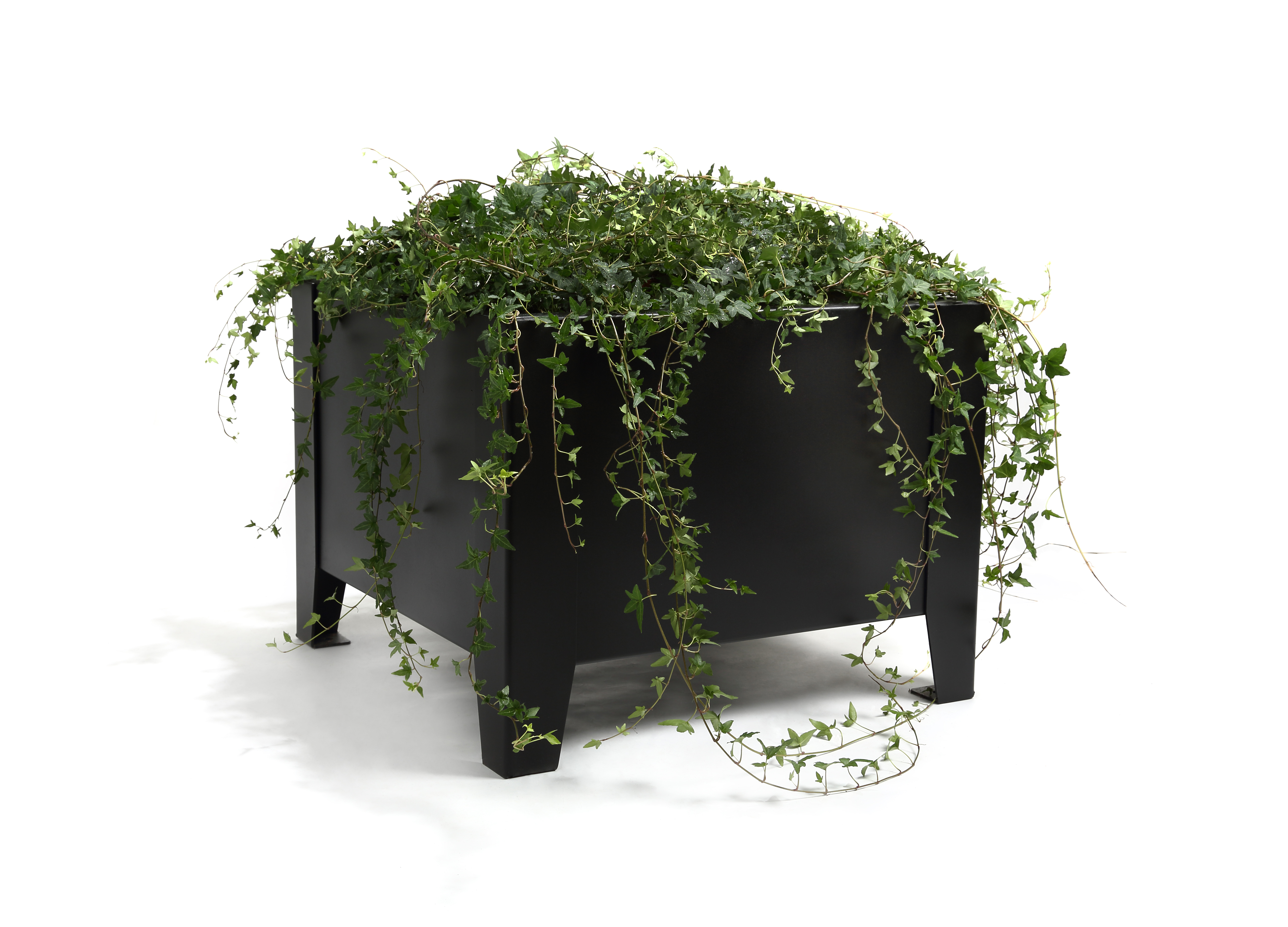 Planter Flox, faible