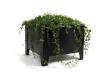 Planter Flox, Short